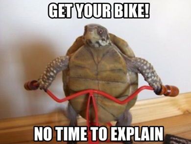 turtle_cycling-meme